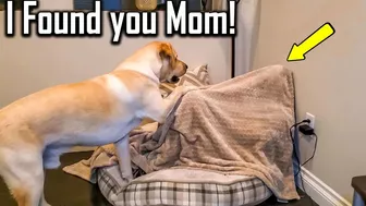 FUNNIEST  DOG - You'll laugh until you're FART with these FUNNY DOG Videos