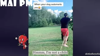 FUNNIEST  DOG - You'll laugh until you're FART with these FUNNY DOG Videos