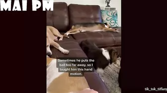 FUNNIEST  DOG - You'll laugh until you're FART with these FUNNY DOG Videos