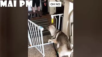 FUNNIEST  DOG - You'll laugh until you're FART with these FUNNY DOG Videos