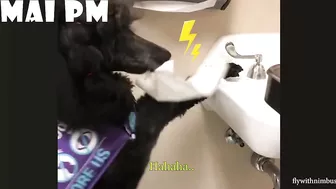 FUNNIEST  DOG - You'll laugh until you're FART with these FUNNY DOG Videos