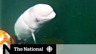 Meet Bluey, the imperilled celebrity beluga whale of Newfoundland