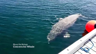 Meet Bluey, the imperilled celebrity beluga whale of Newfoundland