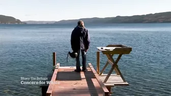 Meet Bluey, the imperilled celebrity beluga whale of Newfoundland