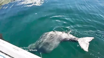 Meet Bluey, the imperilled celebrity beluga whale of Newfoundland