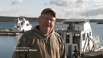 Meet Bluey, the imperilled celebrity beluga whale of Newfoundland