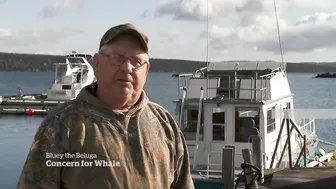 Meet Bluey, the imperilled celebrity beluga whale of Newfoundland