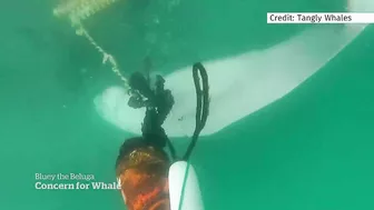 Meet Bluey, the imperilled celebrity beluga whale of Newfoundland