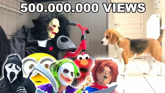 Louie The Beagle : TOP 10 VIRAL VIDEOS COMPILATION