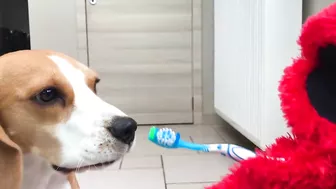 Louie The Beagle : TOP 10 VIRAL VIDEOS COMPILATION