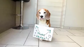 Louie The Beagle : TOP 10 VIRAL VIDEOS COMPILATION