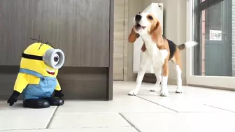 Louie The Beagle : TOP 10 VIRAL VIDEOS COMPILATION