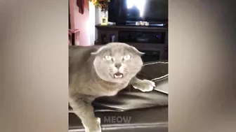 Funniest Cats - Best Of The 2021 Funny Animal Videos| MEOW