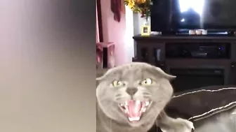 Funniest Cats - Best Of The 2021 Funny Animal Videos| MEOW