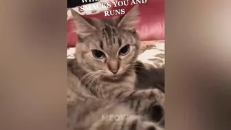 Funniest Cats - Best Of The 2021 Funny Animal Videos| MEOW