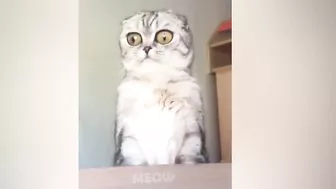 Funniest Cats - Best Of The 2021 Funny Animal Videos| MEOW