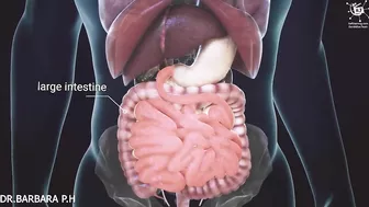 How your body turns food into the poo Human digestion system in human beings|with english subtitle