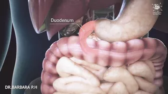 How your body turns food into the poo Human digestion system in human beings|with english subtitle