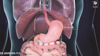 How your body turns food into the poo Human digestion system in human beings|with english subtitle