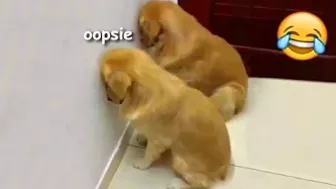 Funny guilty doggos