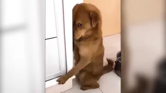 Funny guilty doggos