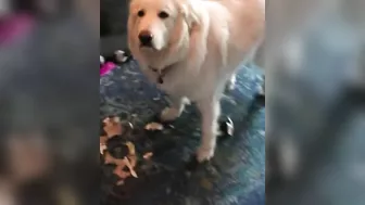 Funny guilty doggos