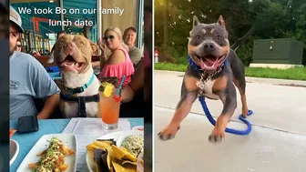 Pitbulls Being Wholesome EP.89 | Funny and Cute Pitbull Compilation