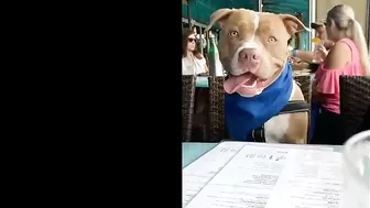 Pitbulls Being Wholesome EP.89 | Funny and Cute Pitbull Compilation