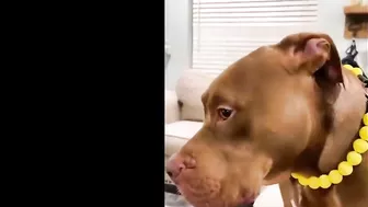 Pitbulls Being Wholesome EP.89 | Funny and Cute Pitbull Compilation