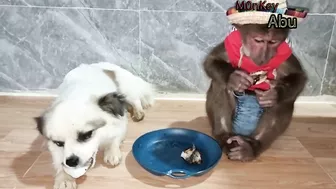 Funny Abu Goes Fishing To Feed Dog Bingo