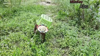 Funny Abu Goes Fishing To Feed Dog Bingo