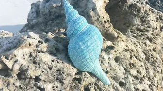 Sea Shell Giveaway! A special thanks to my beach friends for being awesome!