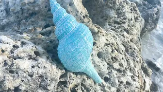 Sea Shell Giveaway! A special thanks to my beach friends for being awesome!