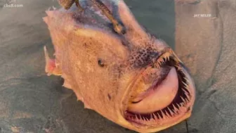 Rare anglerfish spotted on San Diego beach