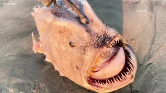 Rare anglerfish spotted on San Diego beach