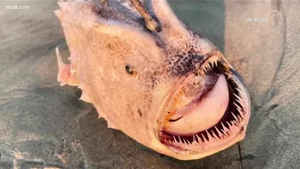 Rare anglerfish spotted on San Diego beach