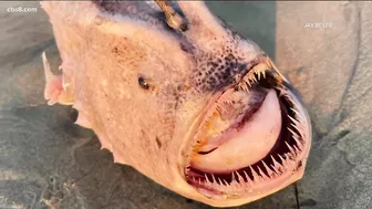 Rare anglerfish spotted on San Diego beach