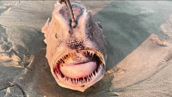 Rare anglerfish spotted on San Diego beach