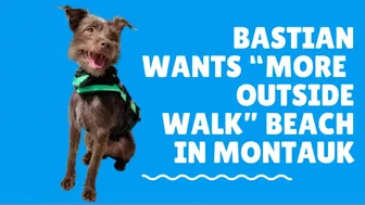 Bastian Goes on Doggie Beach Vacation in Montauk! #dogvacation #talkingdog