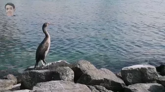 Relaxing beach view with a sea bird #serenity #beachview #abudhabi #conrad