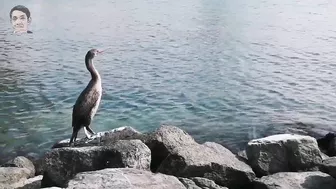 Relaxing beach view with a sea bird #serenity #beachview #abudhabi #conrad