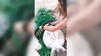 Model Gisele Bündchen Rescues A Sea Turtle Trapped in a Fishing Net On Beach