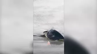 Model Gisele Bündchen Rescues A Sea Turtle Trapped in a Fishing Net On Beach