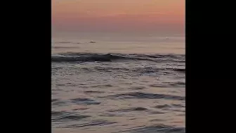 Man spotted swimming with dolphins in Jax Beach