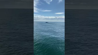 Whales at Wrightsville Beach - Footage via Jordan Manning #Shorts