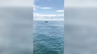 Whales at Wrightsville Beach - Footage via Jordan Manning #Shorts