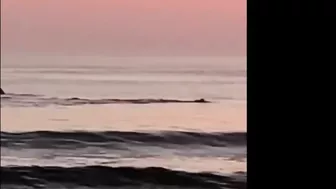 Video shows man swimming with dolphins off Jacksonville Beach