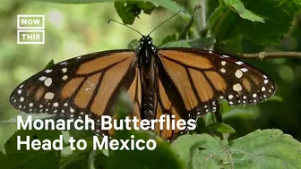 Monarch Butterflies Travel 3,000+ Miles for Annual Migration