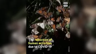 Monarch Butterflies Travel 3,000+ Miles for Annual Migration