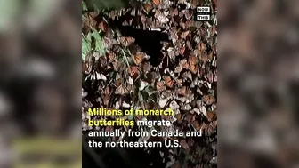 Monarch Butterflies Travel 3,000+ Miles for Annual Migration